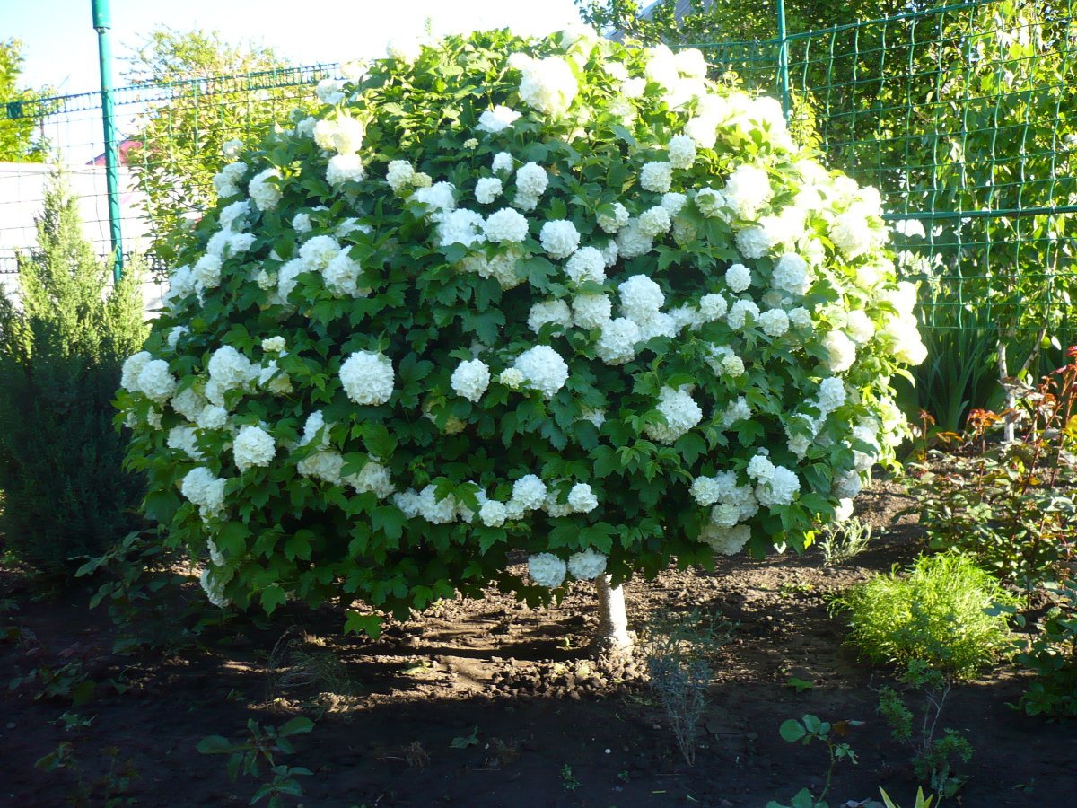 From hippies to aristocrats or how to correctly cut viburnum