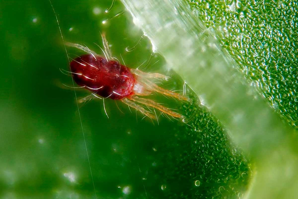 Ácaro-aranha em plantas de interior: como lutar em casa?