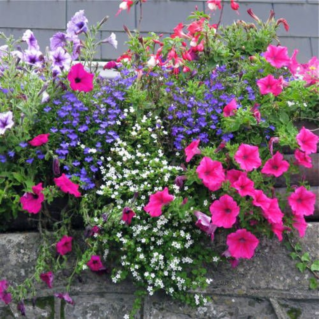 Hacer parterres de flores de petunia en el jardín: fotos y ejemplos.