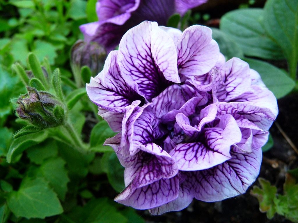 Cómo alimentar plántulas de petunia jóvenes para el crecimiento.