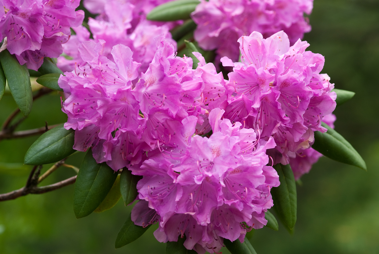 Pflanzen und Pflegen eines Garten-Rhododendrons: Tipps, Fotos