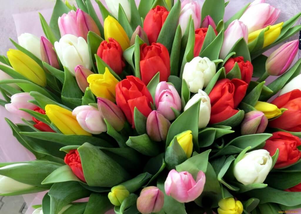 Hoe tulpen thuis 8 maart te kweken