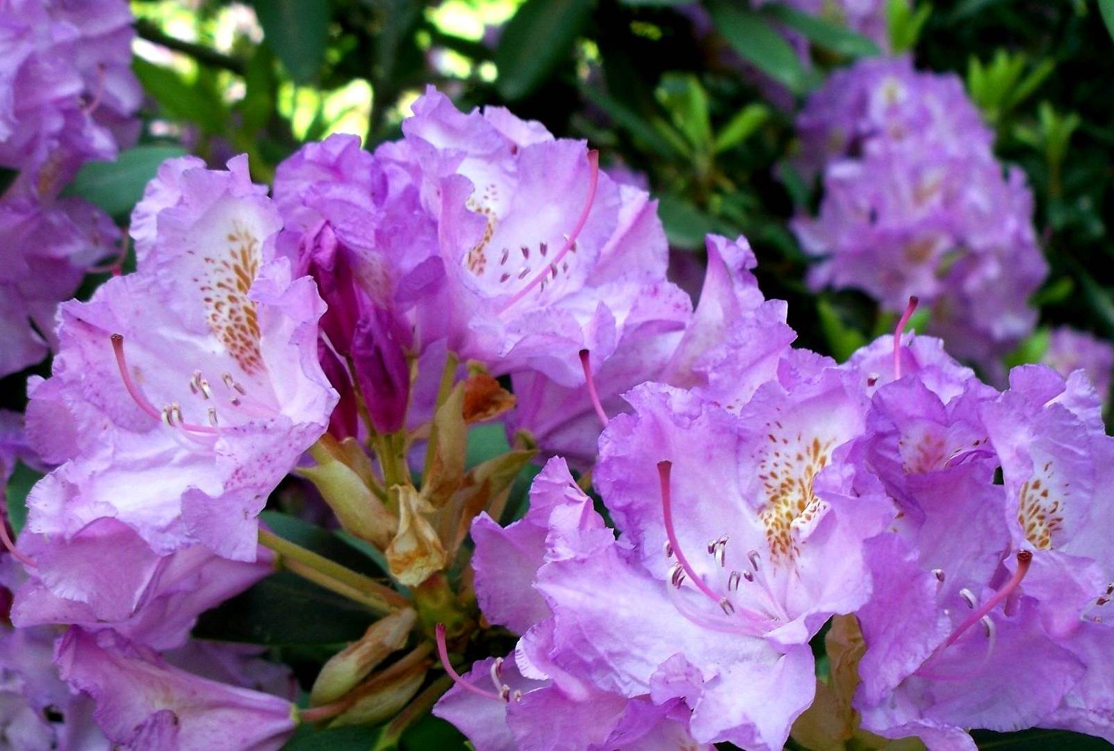 Rhododendron: gunstige eigenschappen van de plant, teelttechniek en verzorging