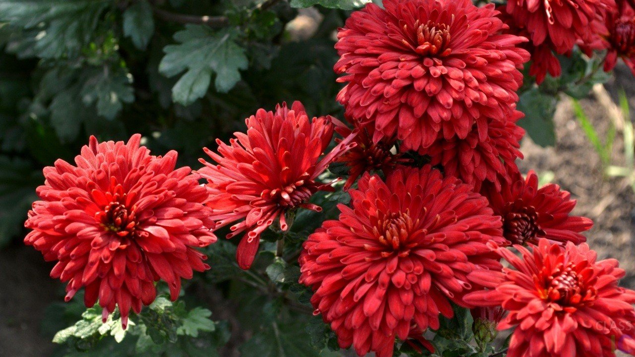 Crisântemos de jardim perenes: variedades, tipos e fotos