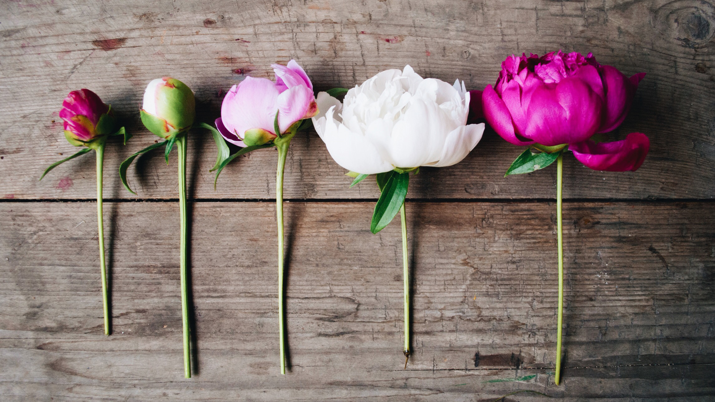 Hermosas peonías: especies, variedades y galería de fotos de hermosas flores