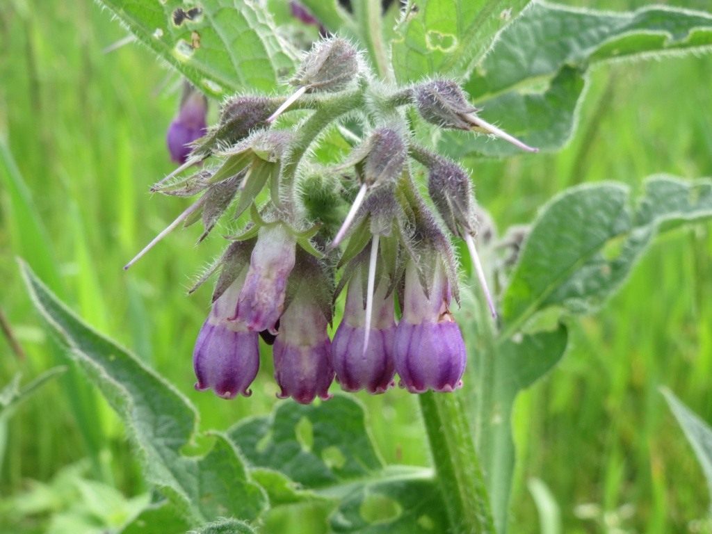 Comfrey officinalis: di mana ia tumbuh, gambar dan keterangan