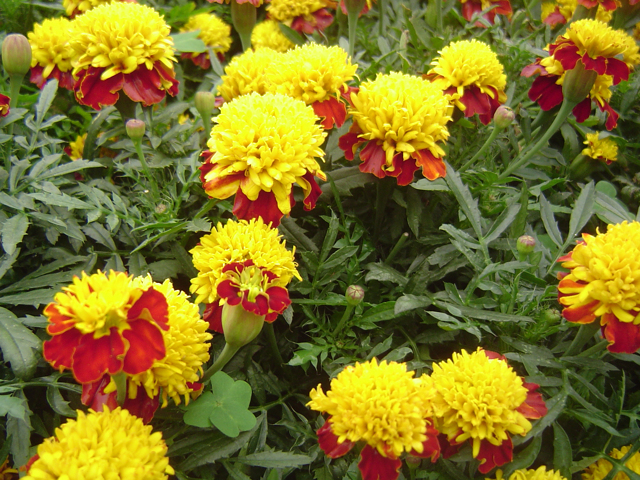 Marigolds: giống, mô tả và hình ảnh của hoa