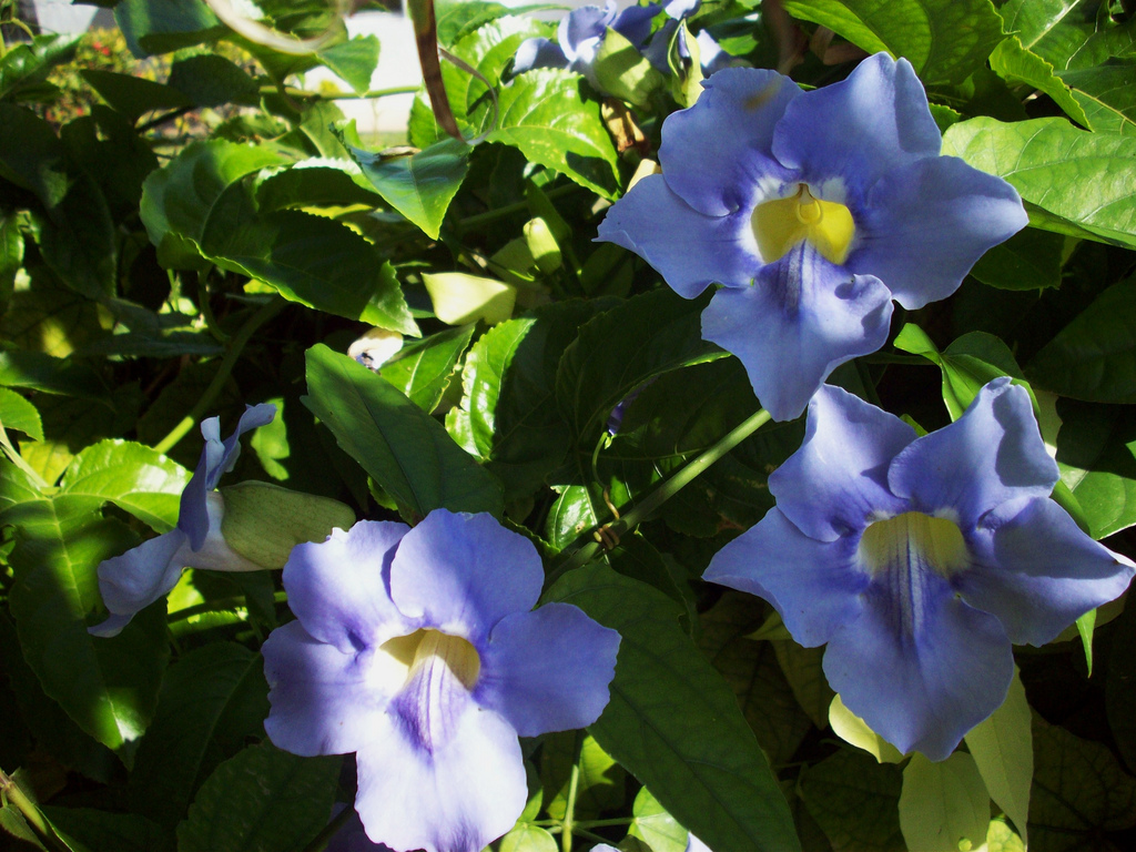 Tender tunbergia: photo, growing from seeds and further care