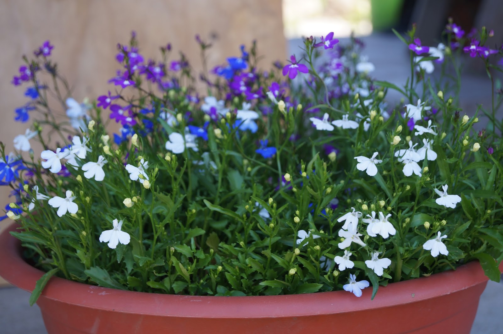 Thuis kweken van lobelia uit zaden