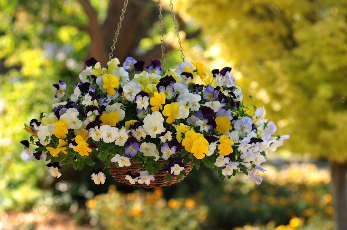 Cultivo de violetas com chifres a partir de sementes em casa