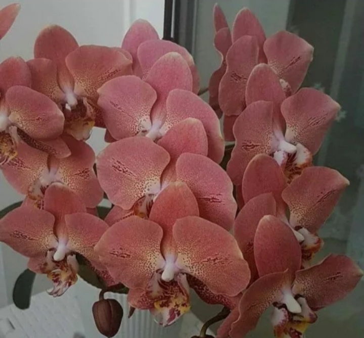 Το Phalaenopsis φροντίζει μετά το κατάστημα στο σπίτι