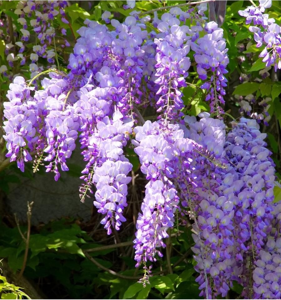 Wisteria: valokuva, hoito ja viljely Moskovan alueella