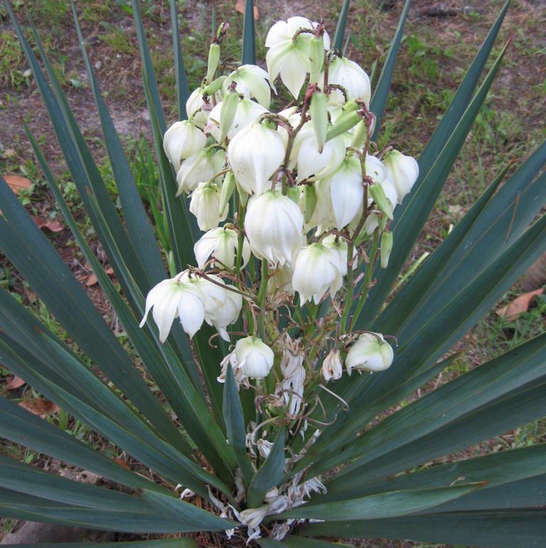 Zahradní yucca nebo strom štěstí: fotografie, funkce výsadby a péče