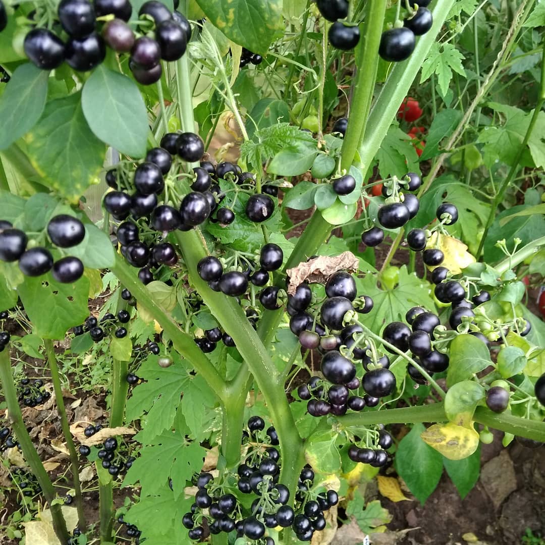 Tungkol sa blueberry forte, na walang kinalaman sa mga blueberry