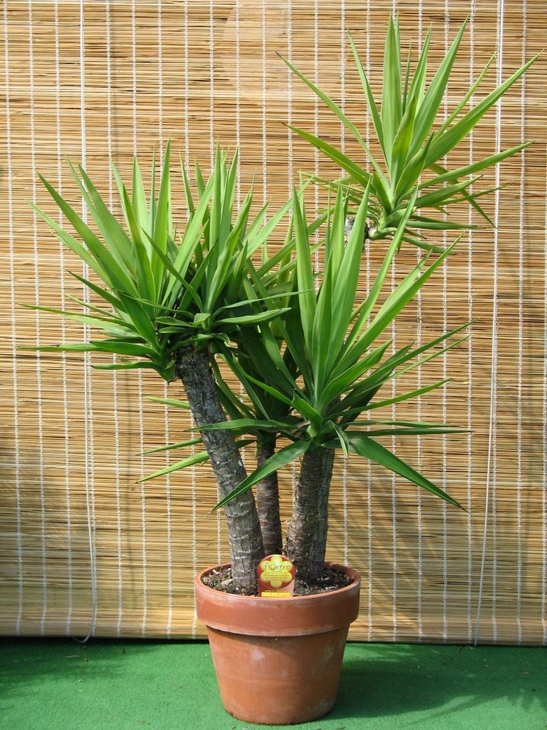 Hoa Yucca: trồng tại nhà, ảnh