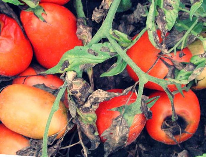 Alternaria pada tomato