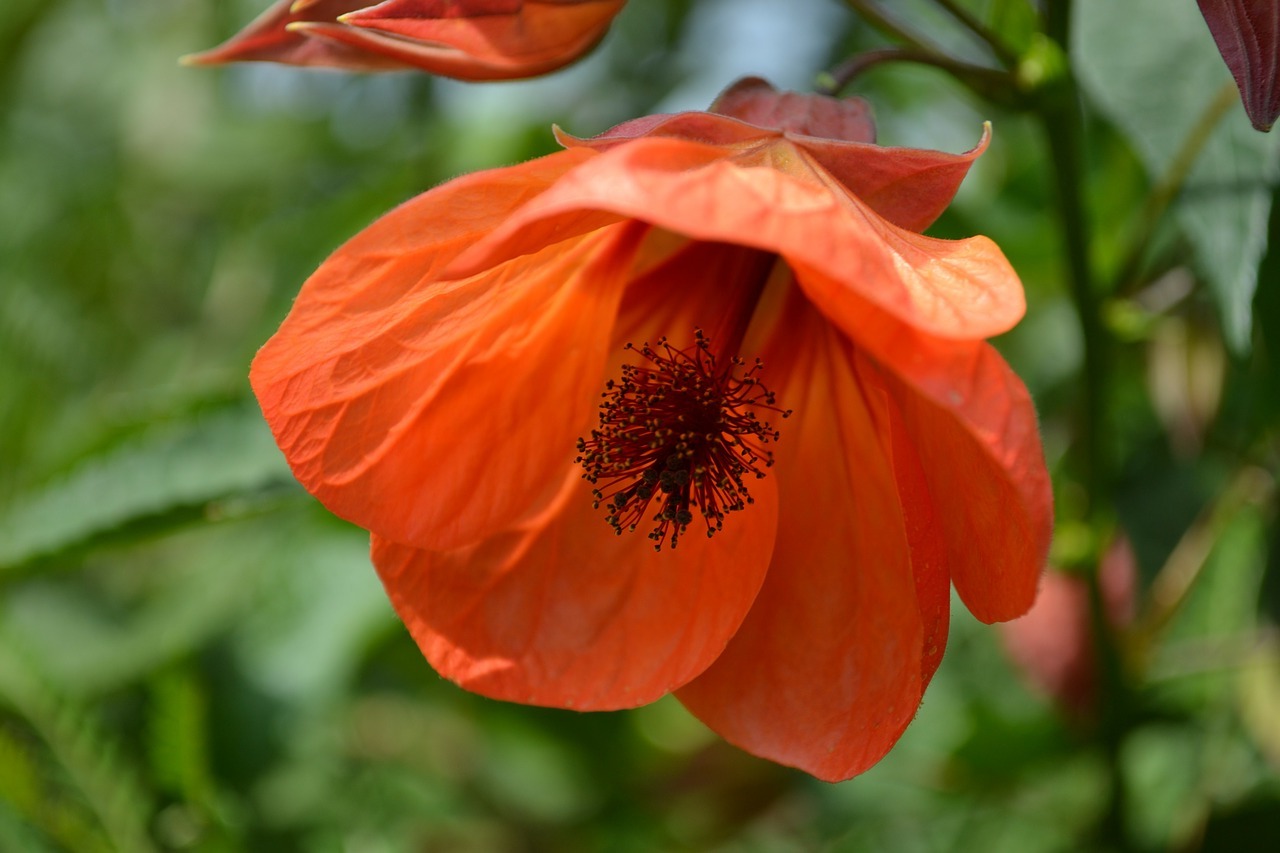 Omsorg för abutilon hemma: sorter, foton