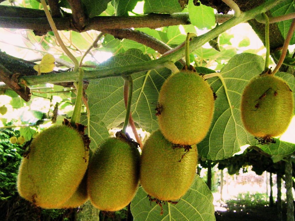 Actinidia en crecimiento: foto, cuidado y plantación en la región de Moscú.