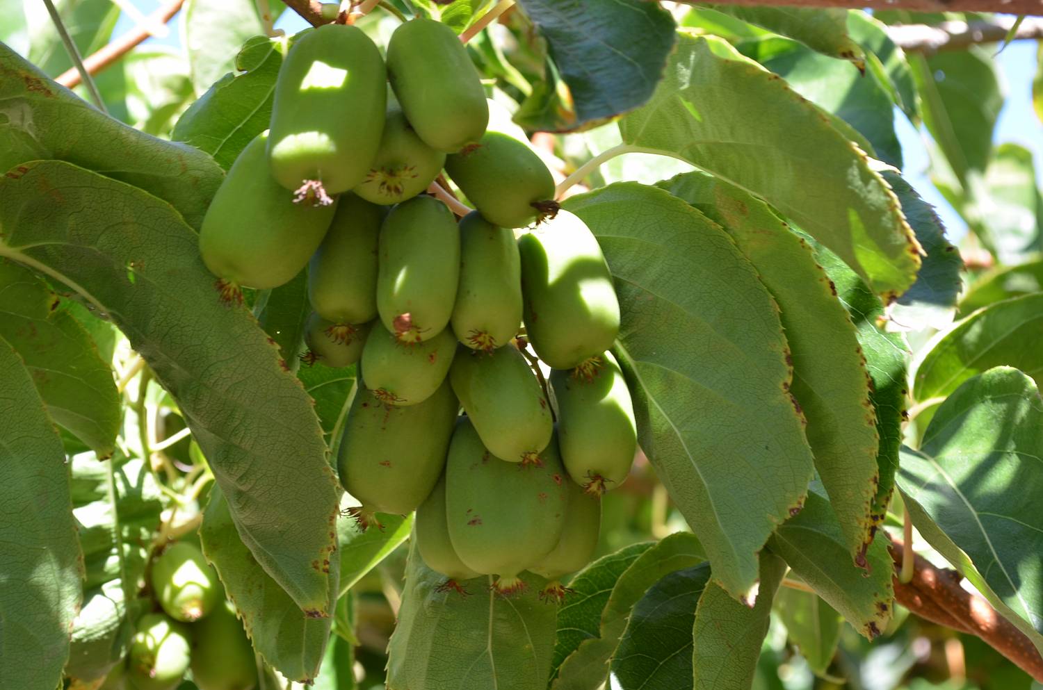 Actinidia per la regione di Mosca: kolomikta e altre varietà, foto