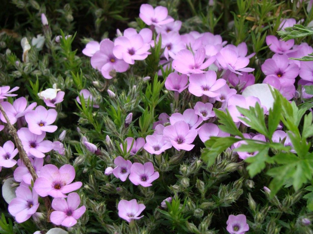 De mest uhøjtidelige flerårige blomster, der blomstrer hele sommeren