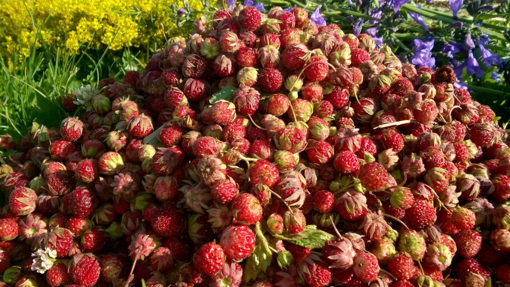 Strawberi Altai