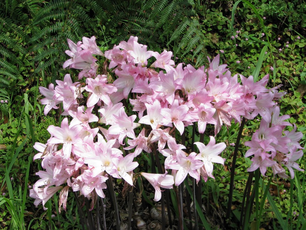 Växande amaryllis: planterings- och vårdfunktioner hemma