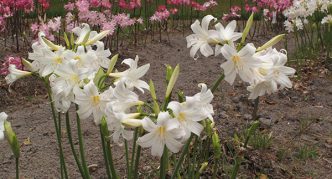 Amaryllis belladone