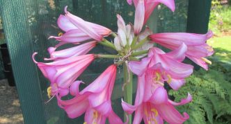 „Amaryllis paradiscola“