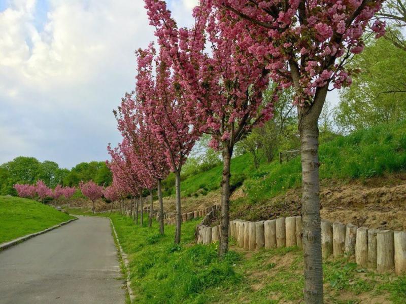 Aussaat des Mondkalenders für April 2018