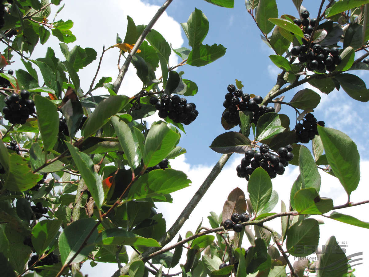 Aronia: właściwości lecznicze i przeciwwskazania do stosowania aronii