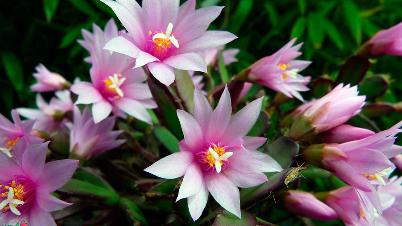 Rhipsalidopsis (Easter cactus): penjagaan di rumah