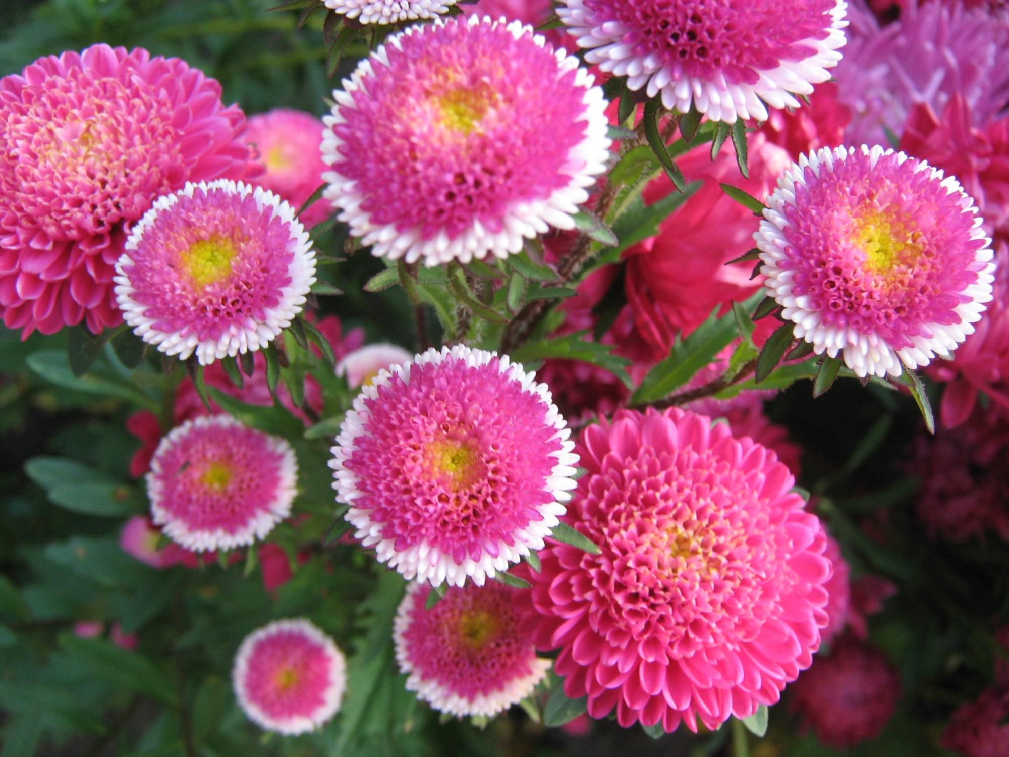 Cultiver des asters à partir de graines à la maison