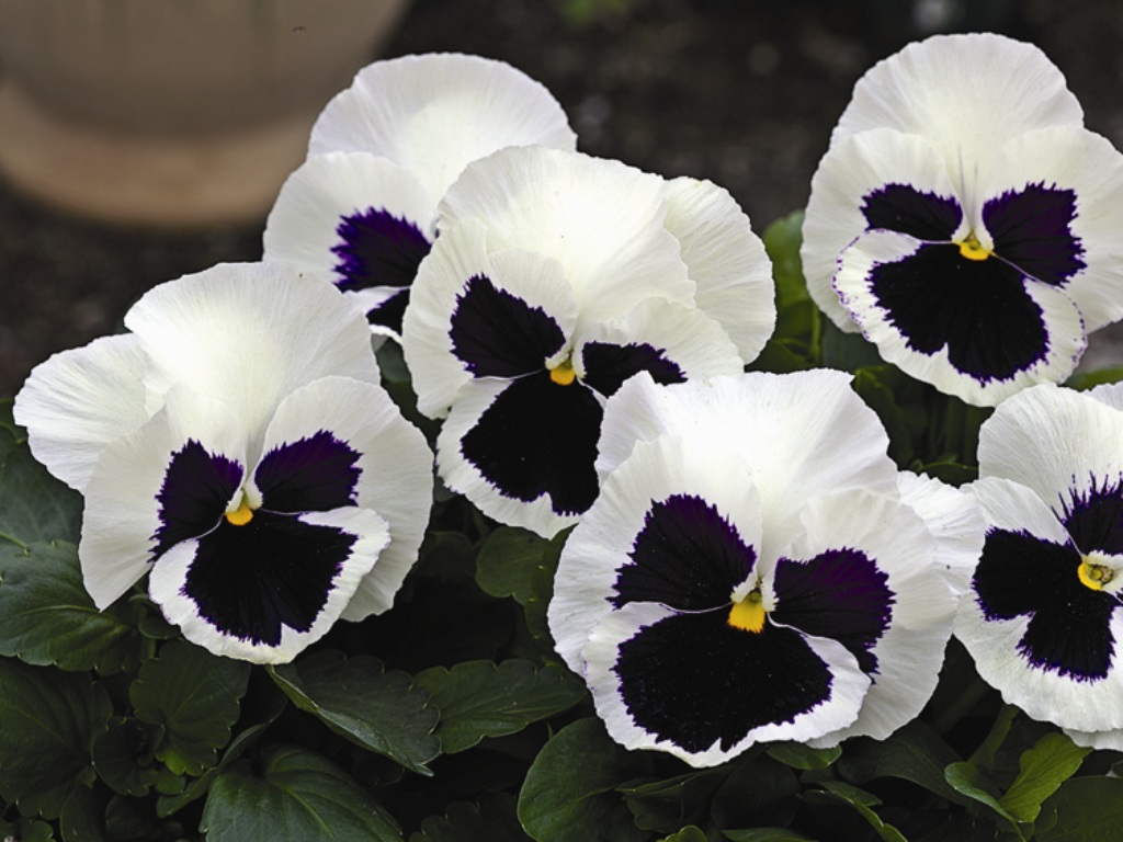 Viola Vittroka: foto y características clave de la planta.