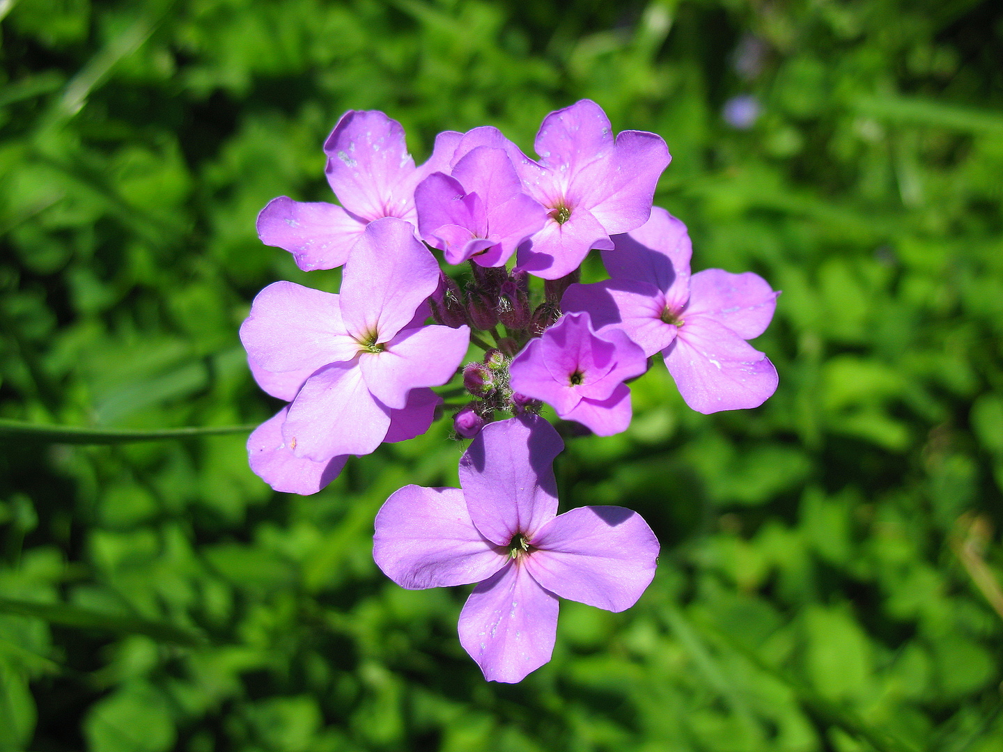 Nat skønhed violet: foto af en blomst og træk ved dens dyrkning