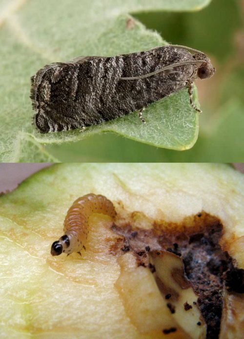 Mariposa y oruga de la polilla de la pera