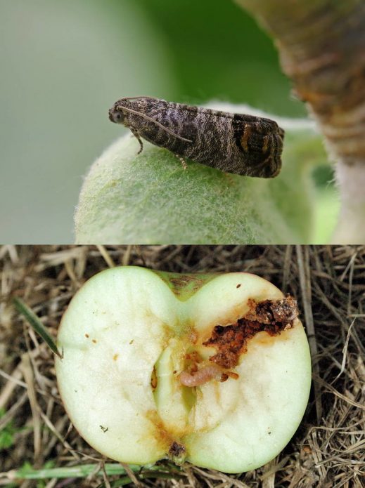 Schmetterling und Raupe der Apfelmotte