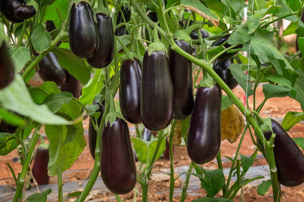 Clorinda F1: en opretentiös tidig mognad auberginesort