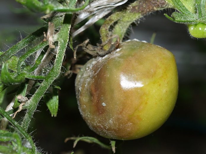 Bakterielle Nekrose bei Tomaten