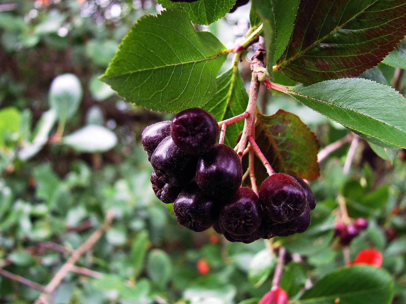 Pflanzen mit schwarzen Apfelbeeren und Ebereschen