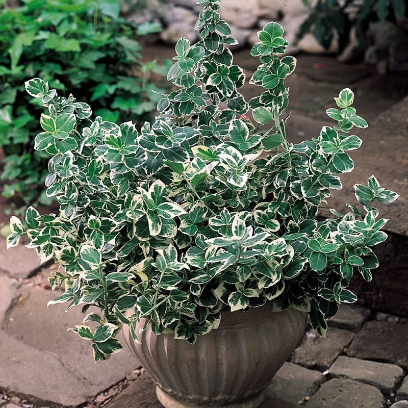 Euonymus