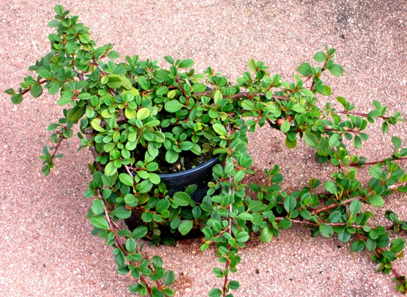 Cotoneaster