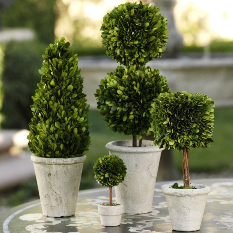 Boxwood