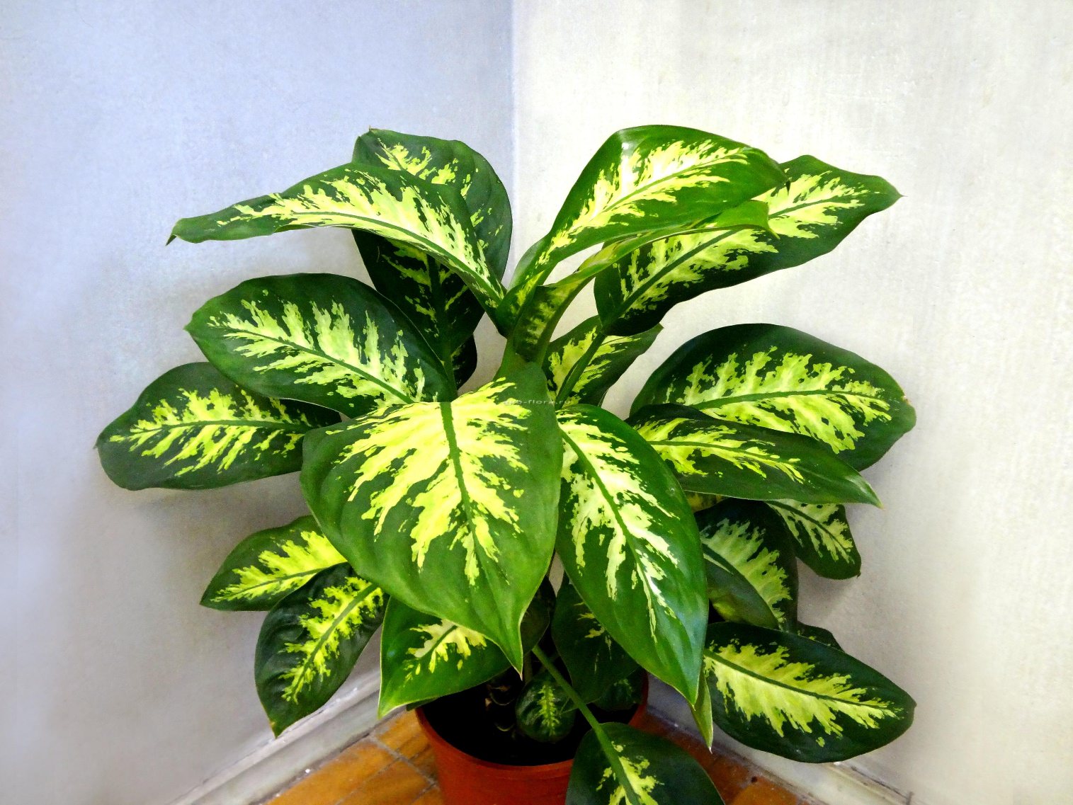 A dieffenbachia pode ser mantida em casa e por que não?