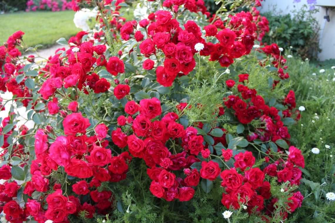 As rosas de cobertura do solo são variedades resistentes ao inverno que florescem durante todo o verão