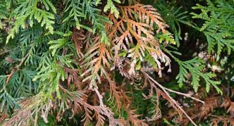 Brown shute thuja