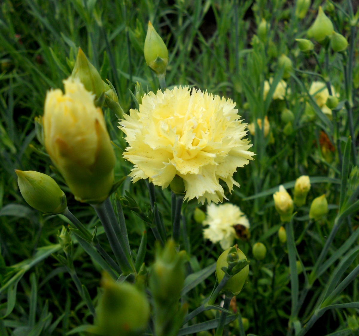 Shabo-anjer: plant- en verzorgingsfuncties, bloemfoto