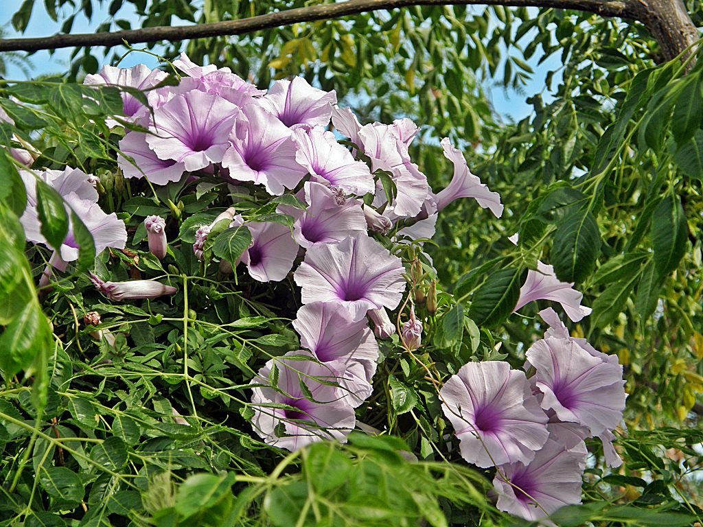 Plantning af morning glory i det åbne felt og pleje af det: tip, fotos