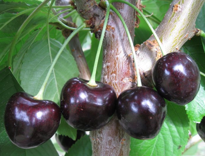 As variedades e características mais populares do cultivo de cerejas pretas