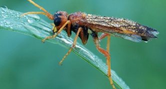 Fruchtsägefliege der schwarzen Johannisbeere auf einem Blatt