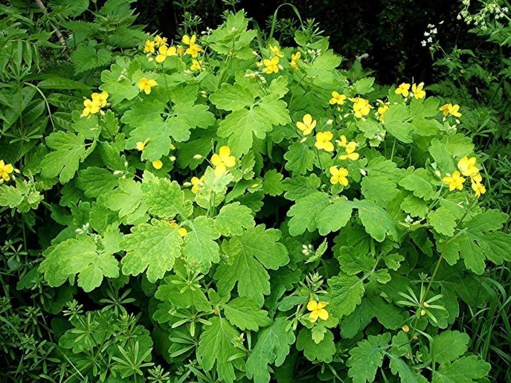 Celandine